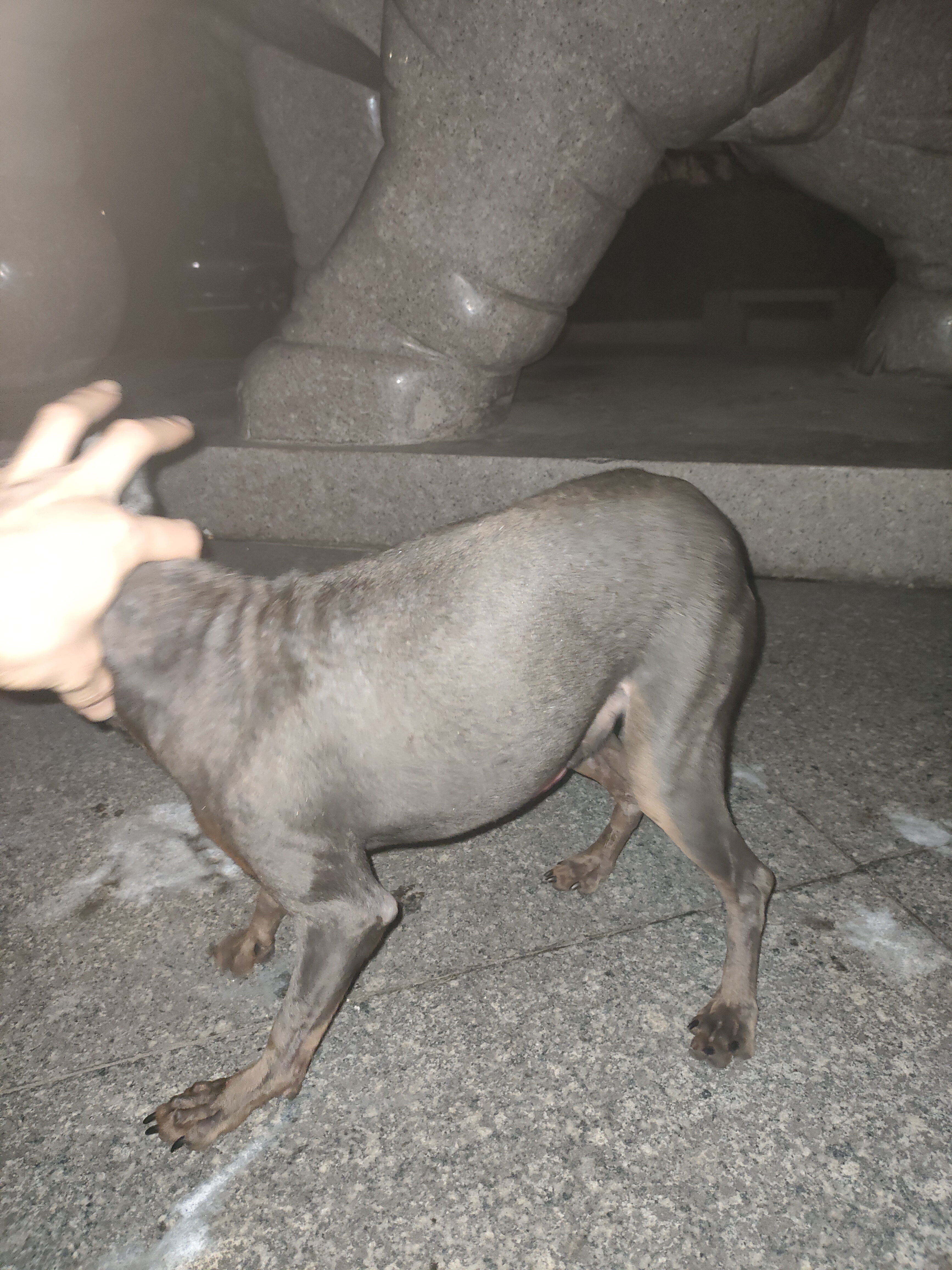 特价特惠纯种小鹿犬，蓝鹿种公品相好